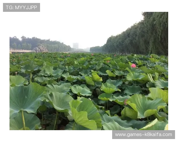 K8凯发国际娱乐大厅积极响应行业规范，推动绿色健康娱乐环境建设